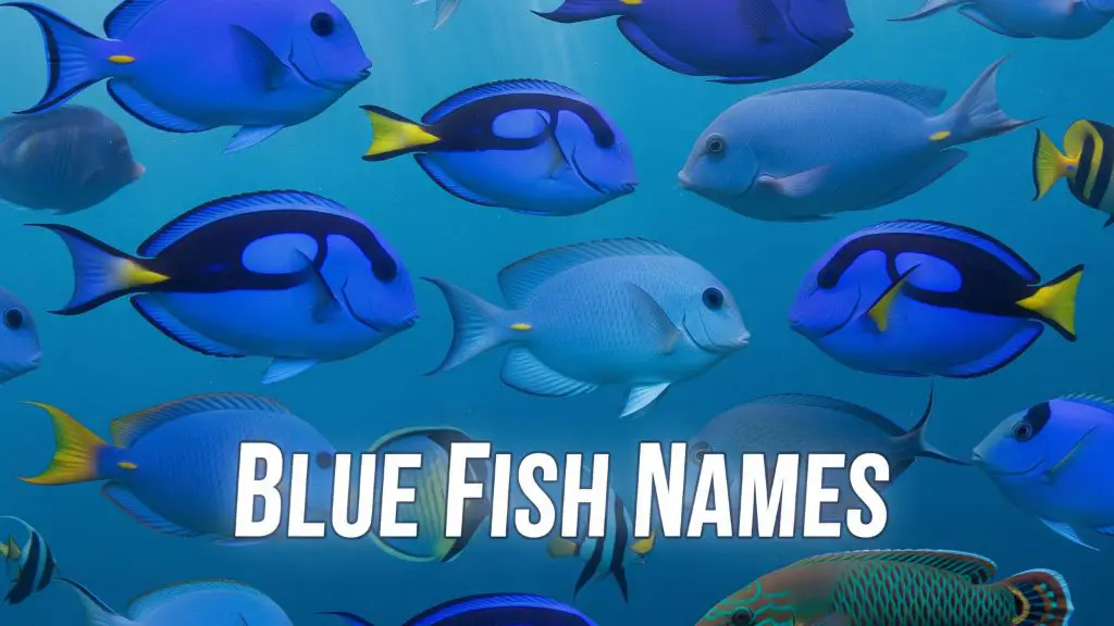 Blue Fish Names
