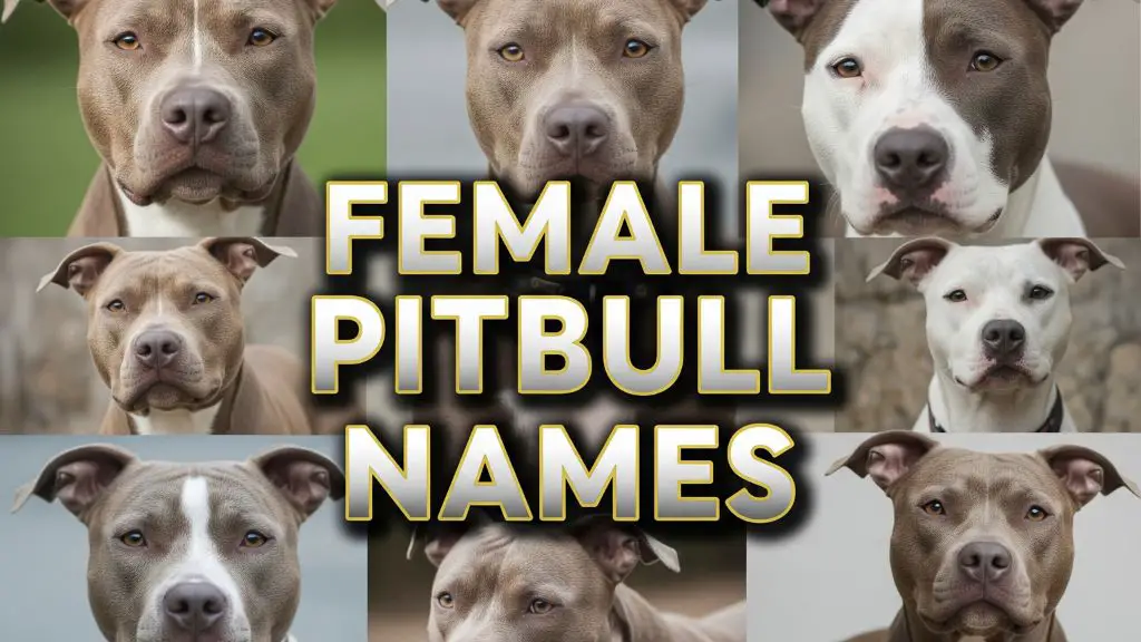 Female Pitbull Names