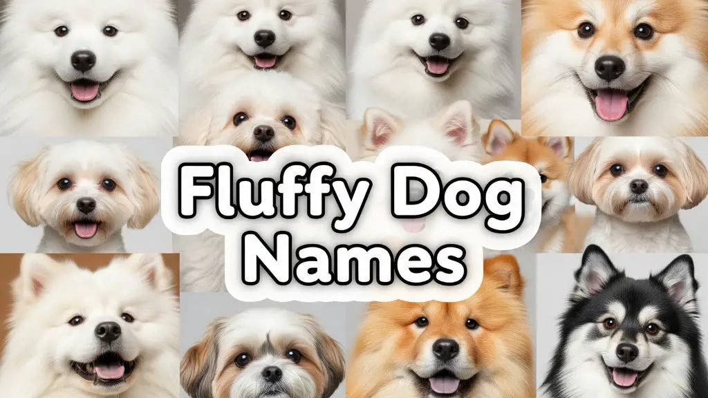 Fluffy Dog Names