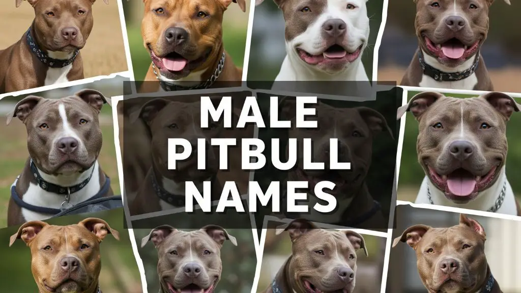 Male Pitbull Names