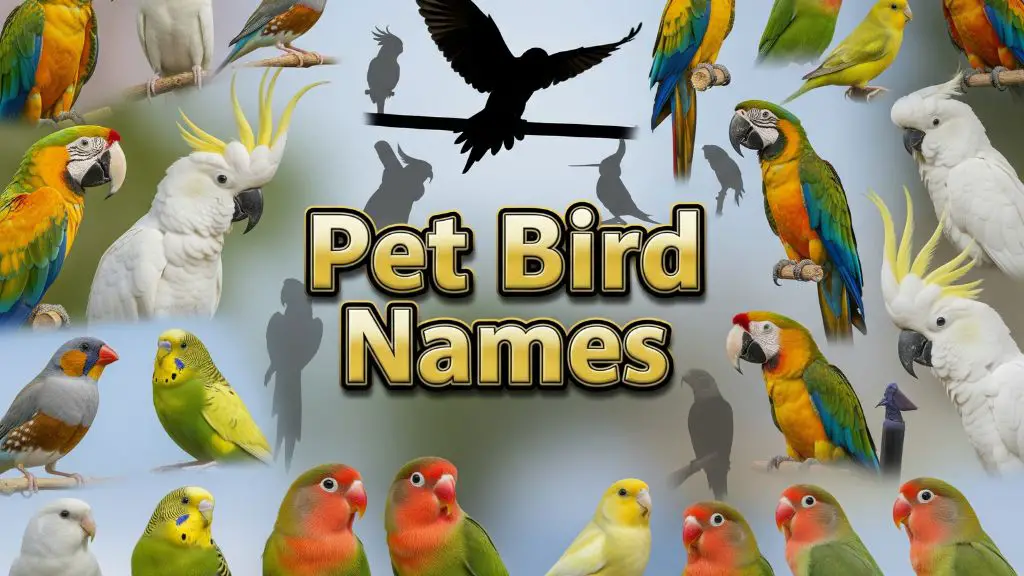 Pet Bird Names