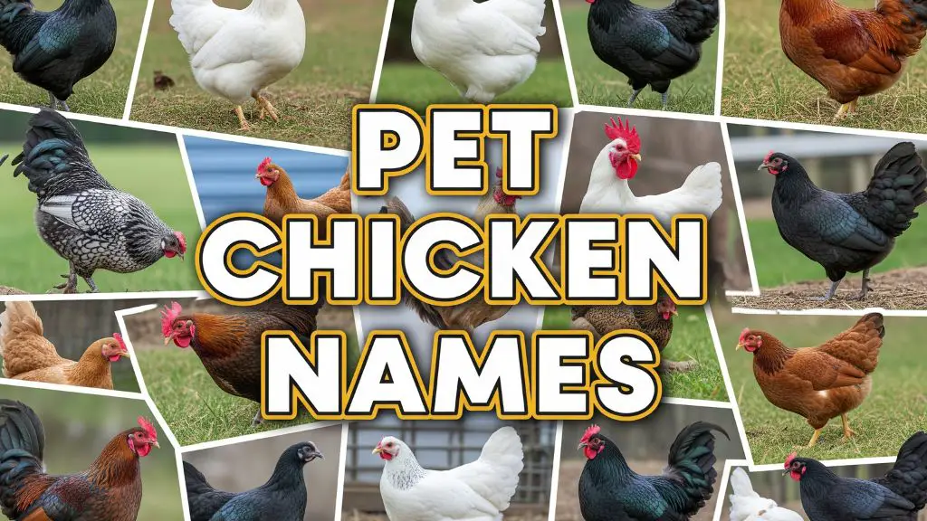 Pet Chicken Names