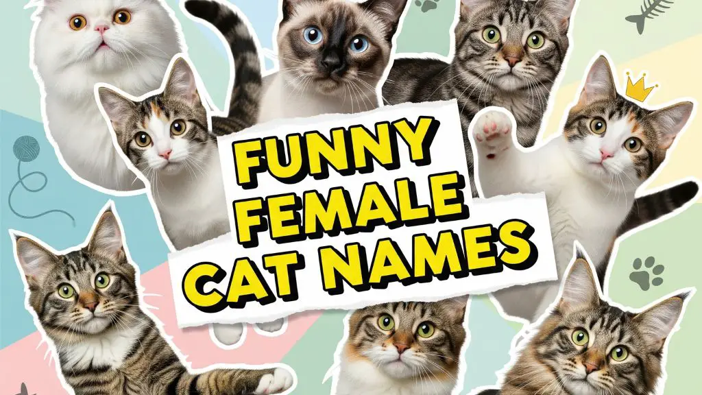 Funny Female Cat Names