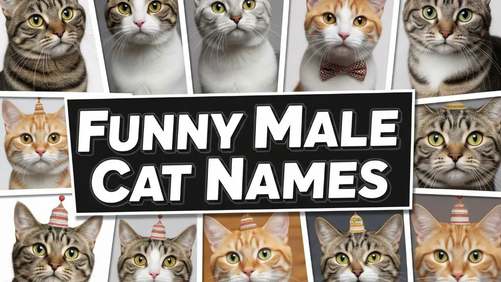 Funny Male Cat Names